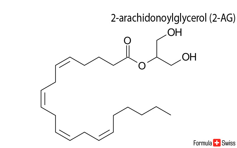 La anandamida, el principal endocannabinoide, se libera a partir
