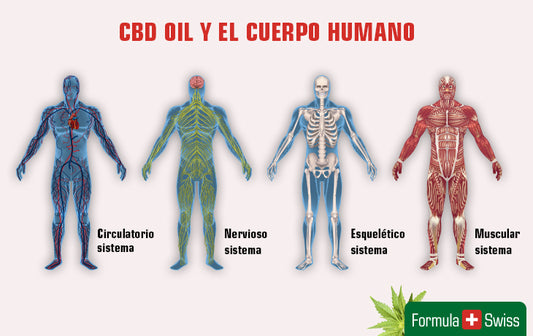 Cómo funciona el aceite de CBD? La guía completa para entender los efectos del CBD en el cuerpo humano