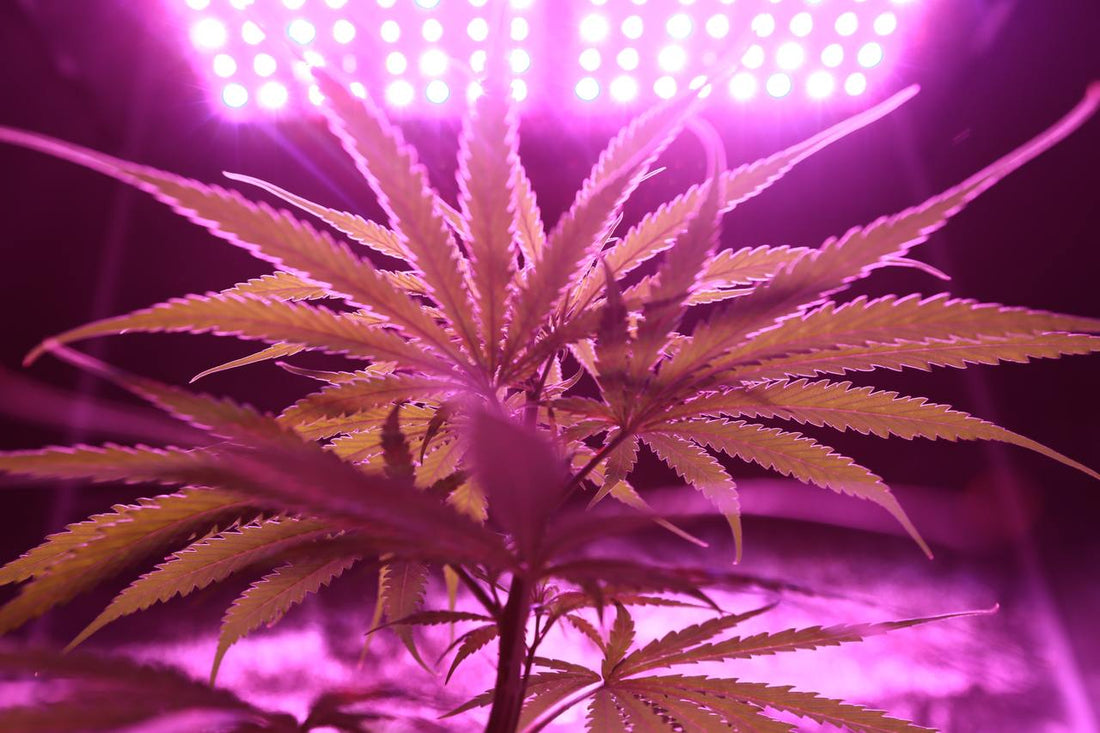 España llega a un acuerdo para regular el cannabis con bajo contenido en THC