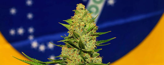 Productos aprobados como cannabis medicinal por ANVISA