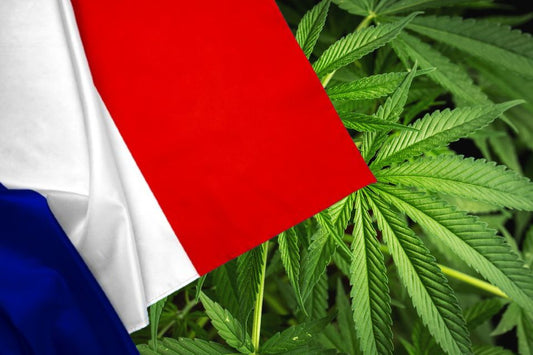 Bandera de Francia delante de hojas de cannabis
