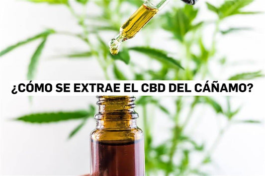 ¿Cómo se extrae el CBD del cáñamo?