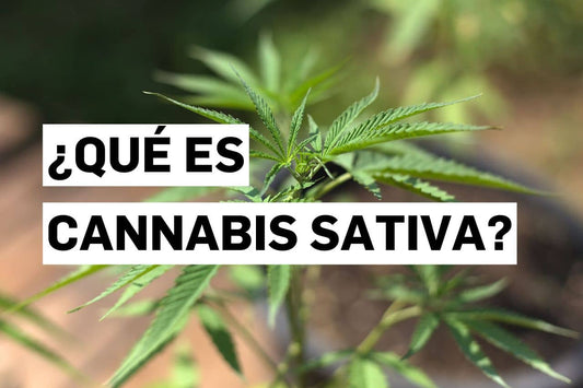 ¿Qué es Cannabis sativa?