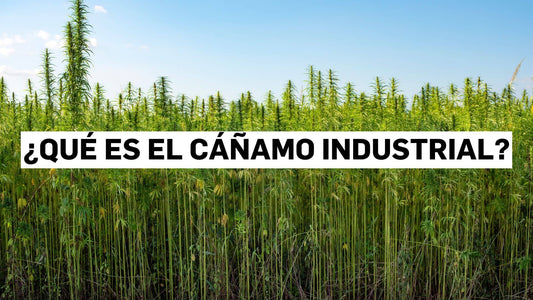 ¿Qué es el cáñamo industrial?