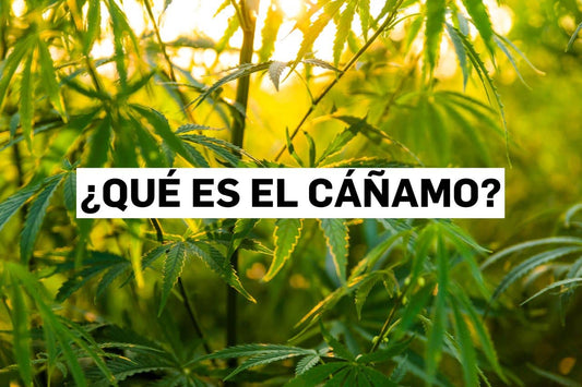 ¿Qué es el cáñamo?