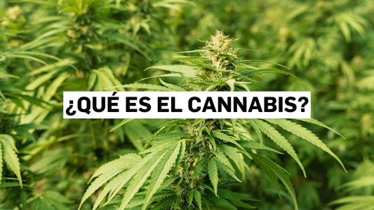 ¿Qué es el cannabis?