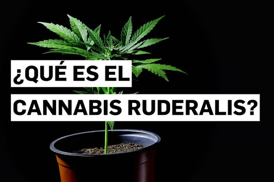 ¿Qué es el cannabis ruderalis?