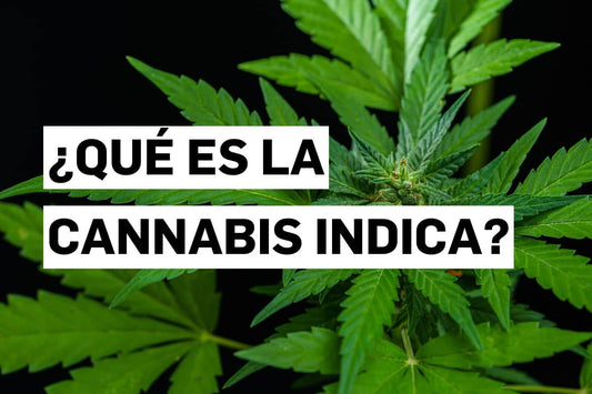 ¿Qué es la Cannabis índica?