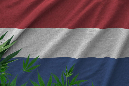 Regulación del cannabis en los Países Bajos desde abril