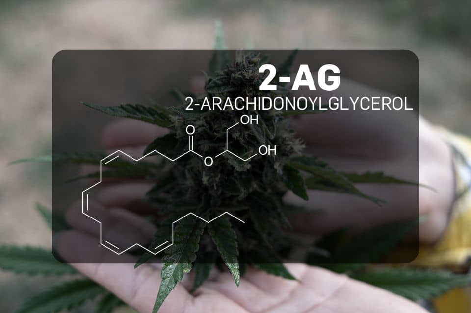 Estructura química del 2-araquidonilglicerol (2-AG)