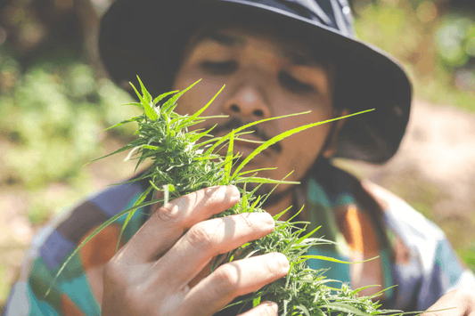 Legalización del cannabis en Tailandia