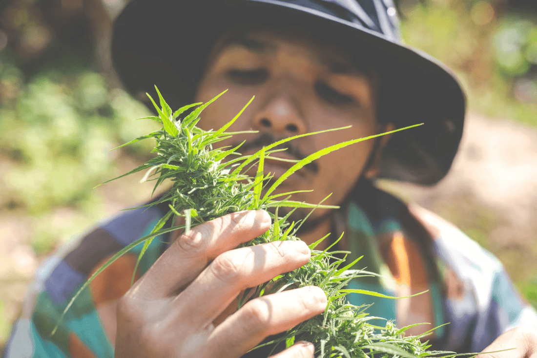 Legalización del cannabis en Tailandia