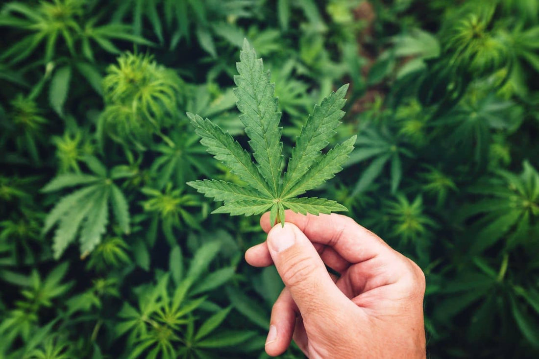 Una mano sosteniendo cannabis