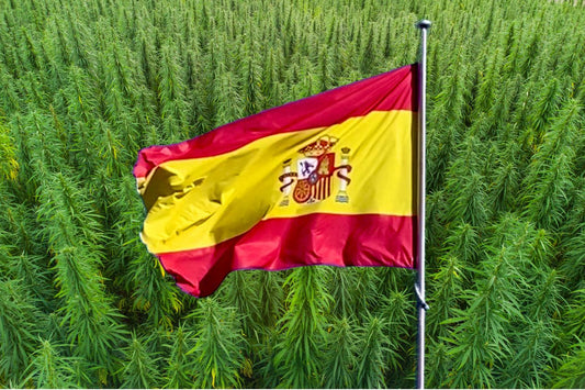 La bandera de España delante de un campo de cáñamo