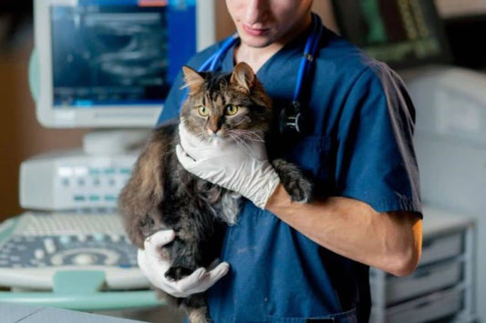 Veterinario sosteniendo un gato