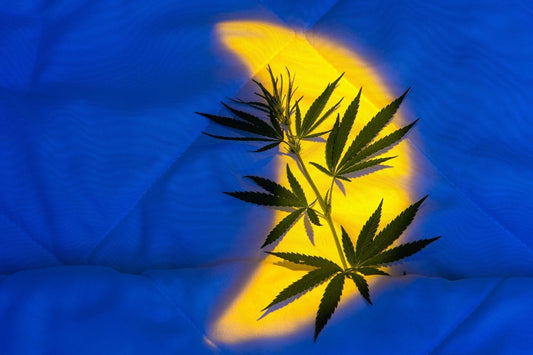 Hojas de cannabis en la cama