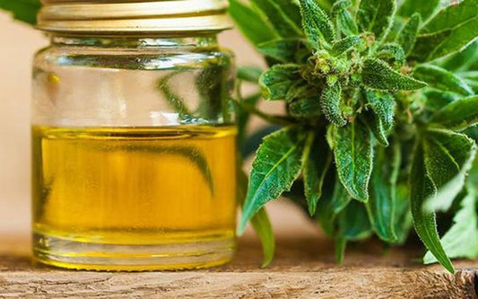 ¿Puede el aceite de CBD ayudar con la insolación?