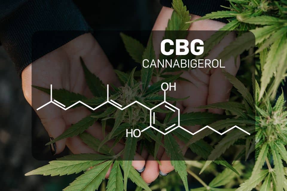 ¿Qué es el CBG (Cannabigerol)?