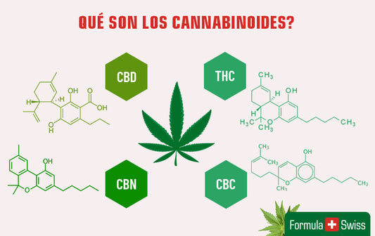 Qué son los cannabinoides? La guía completa sobre los cannabinoides y sus beneficios