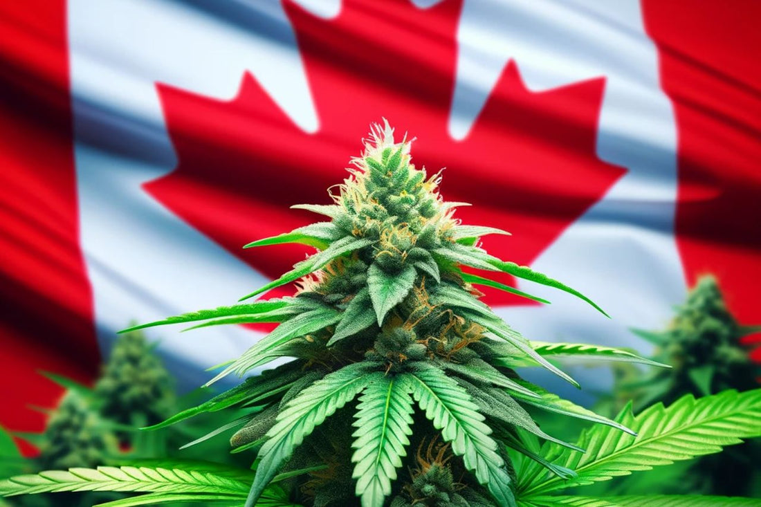 Planta de cannabis delante de la bandera canadiense