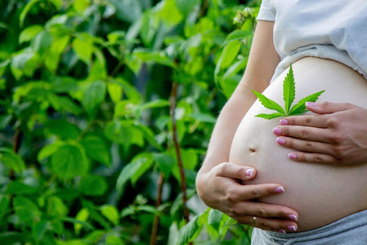 vientre embarazado con hoja de cannabis