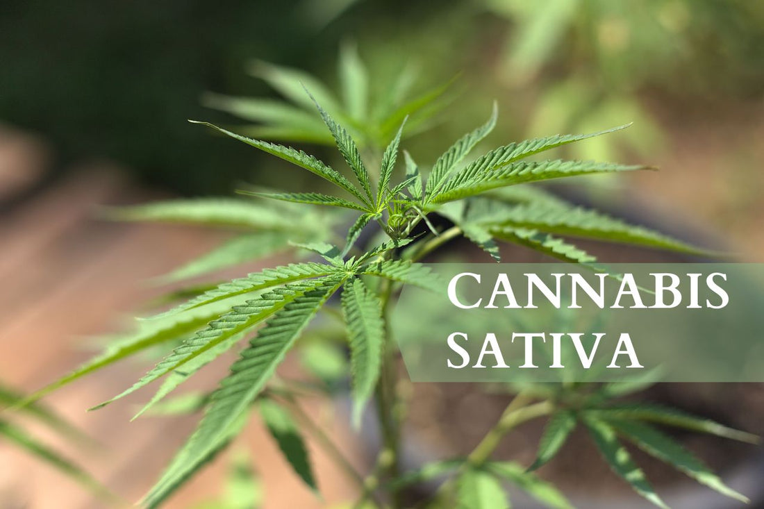 ¿Qué es el Cannabis Sativa?