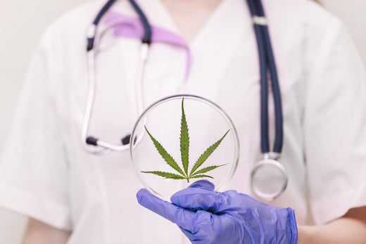 Profesional médico sosteniendo una hoja de cannabis