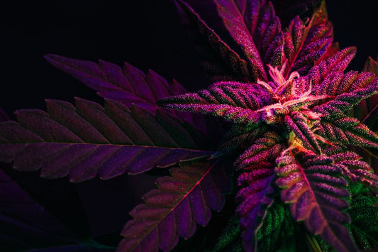 Hoja de cannabis morada