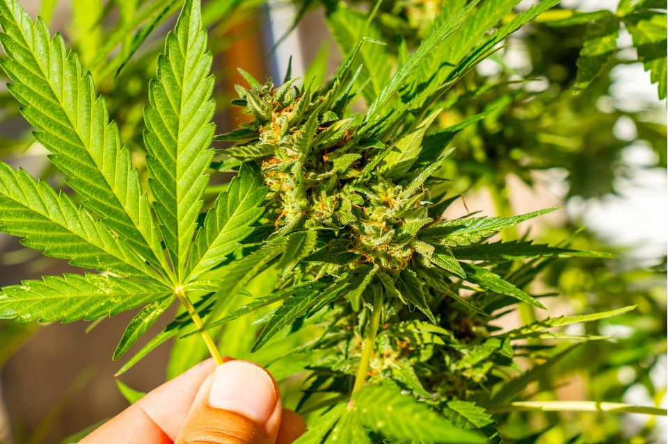 Planta de cannabis simbolizando el 'Efecto Séquito'