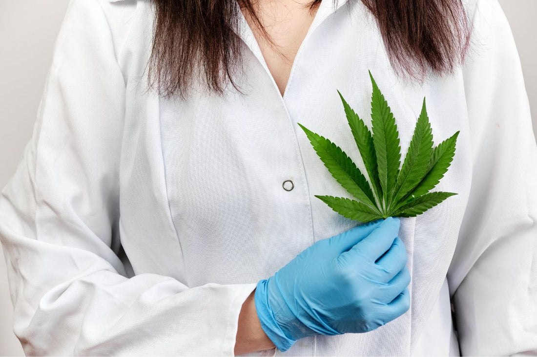 Un médico sostiene una hoja de cannabis