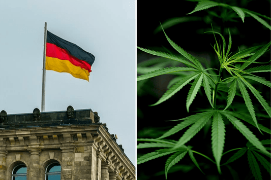 Alemania observa el éxito del cannabis en Canadá