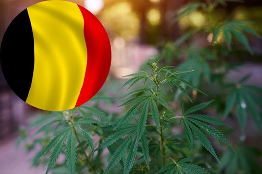 El camino de Bélgica hacia la legalización del cannabis