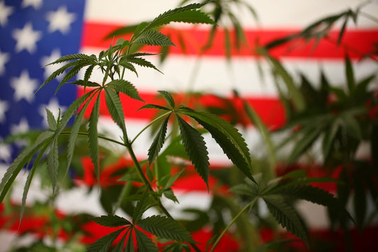 Legalización del cannabis en EE.UU.