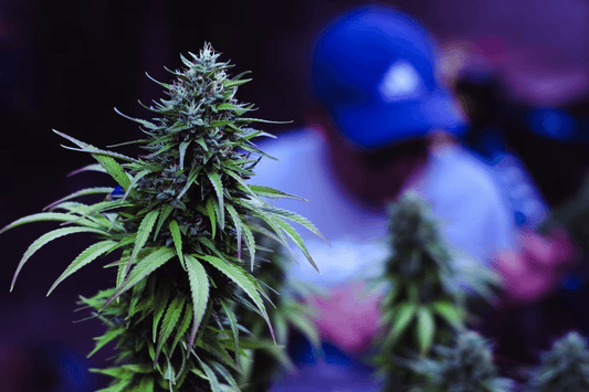 El cultivo de cannabis en Alemania