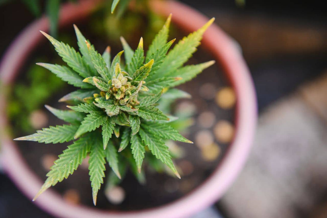 Una planta de cannabis creciendo