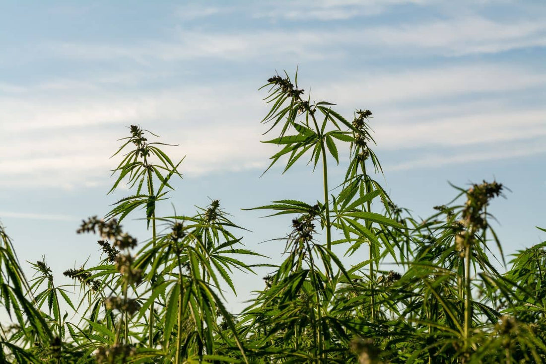 Campo de cannabis y un cielo azul