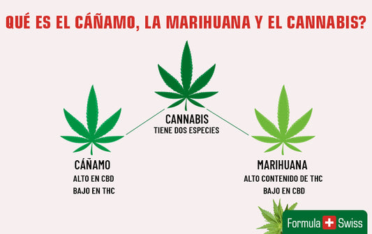 Qué es la marihuana, el cáñamo y el cannabis? La guía completa para entender el cannabis