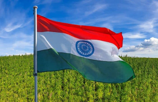 Bandera ondeante de India en un campo de cáñamo