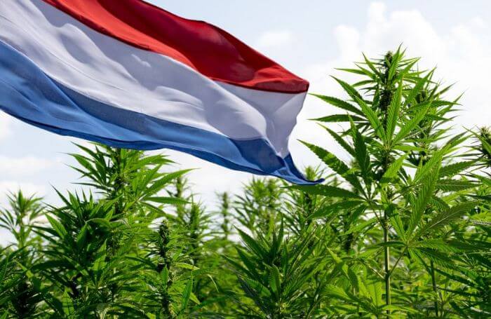 Bandera holandesa en un campo de cannabis