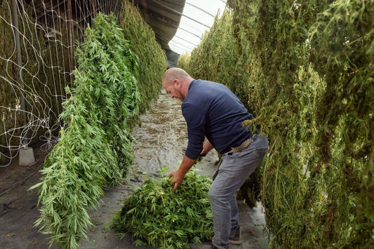 Hombre sosteniendo cannabis