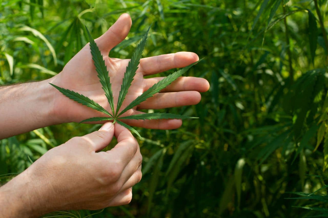 manos sosteniendo una hoja de cáñamo