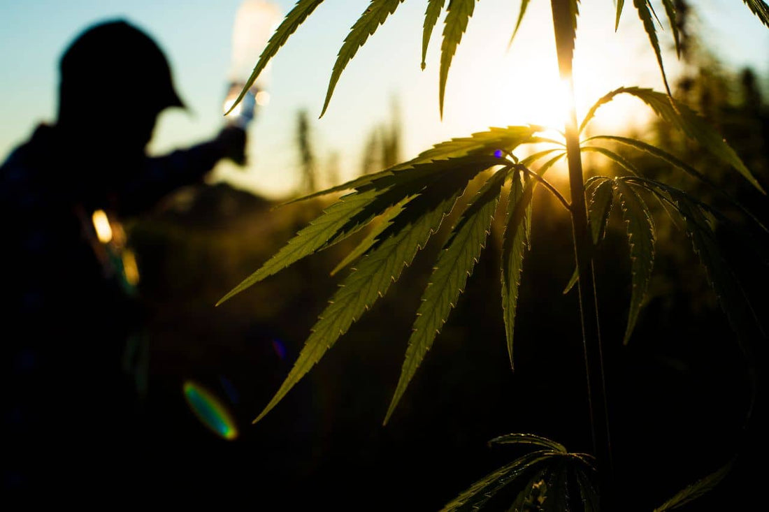 Planta de cáñamo cultivada al aire libre