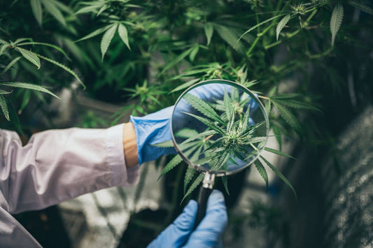 Investigación sobre el cannabis