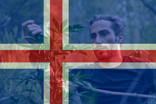 Islandia propone un proyecto piloto de cannabis medicinal