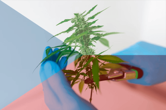 Legalización checa del cannabis ante el TJCE