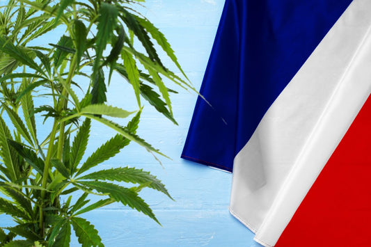 planta de cannabis y bandera de Francia