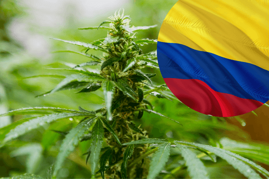 Normativa colombiana sobre exportación de cannabis