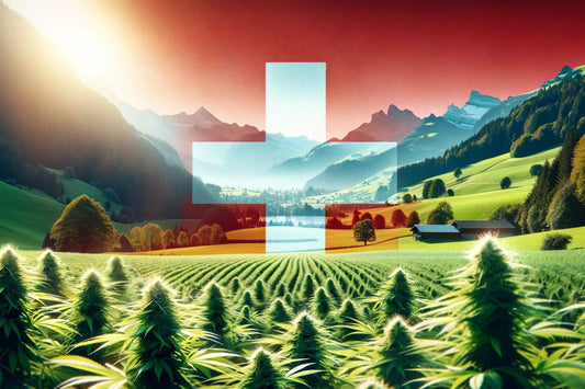 Granja de cannabis en Suiza