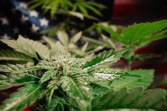 Planta de cannabis delante de la bandera estadounidense
