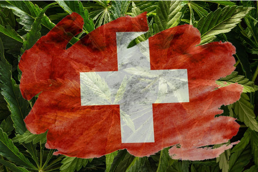 Bandera de Suiza con una planta de cannabis de fondo